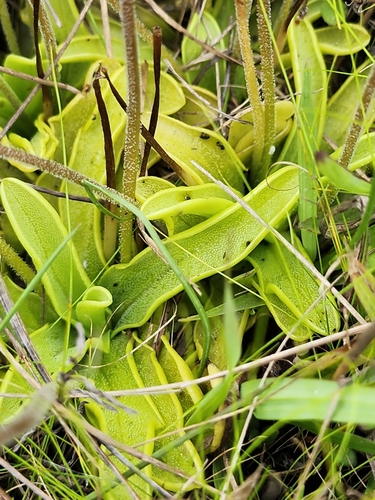 Image of Pinguicula ionantha by (c) Scott Allen Davis, some rights reserved (CC BY)