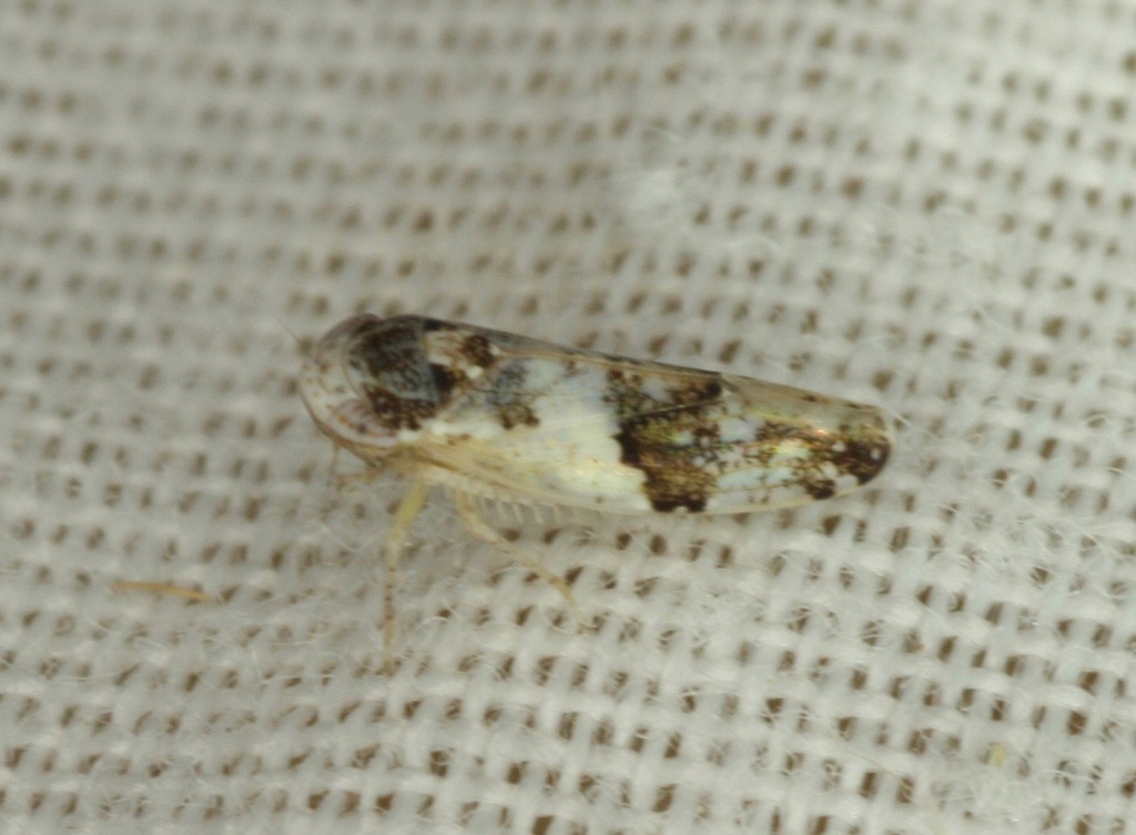 Norvellina scitula