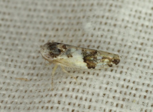 Norvellina scitula
