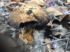 Agaricus zelleri