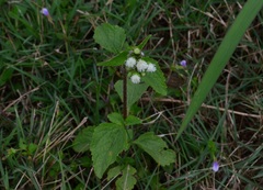 Adenostemma viscosum