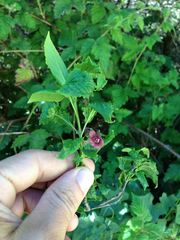 Euonymus occidentalis