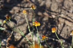 Helenium amphibolum
