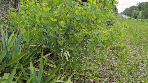 Image of Baptisia nuttalliana by (c) Joseph Aubert, some rights reserved (CC BY)