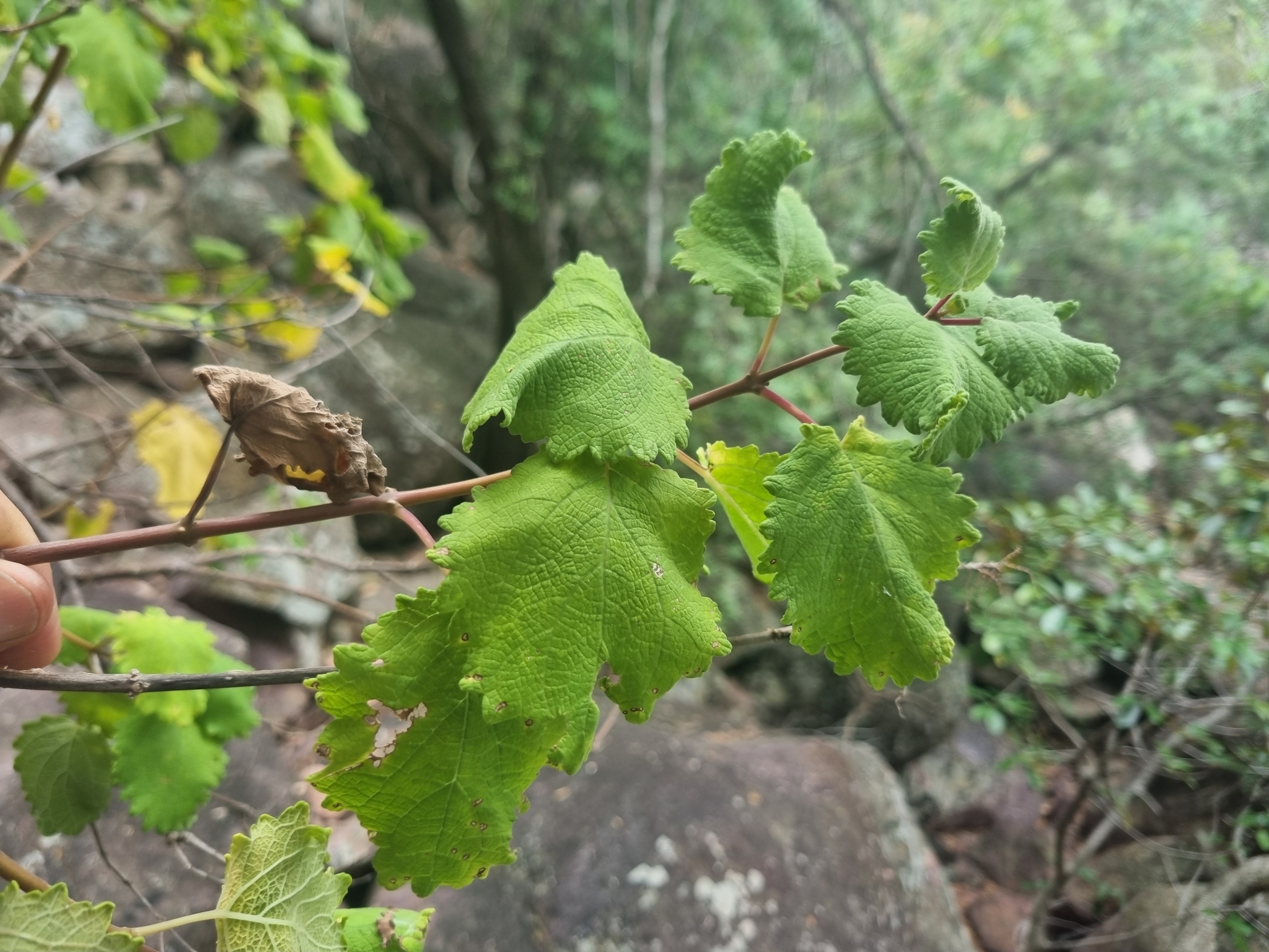 Imagem de Menta-de-rio