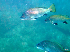 Sciaena umbra