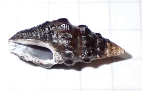 Crassispira erigone