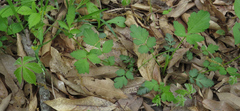 Geum vernum