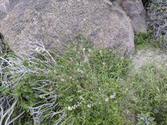 Caulanthus lasiophyllus