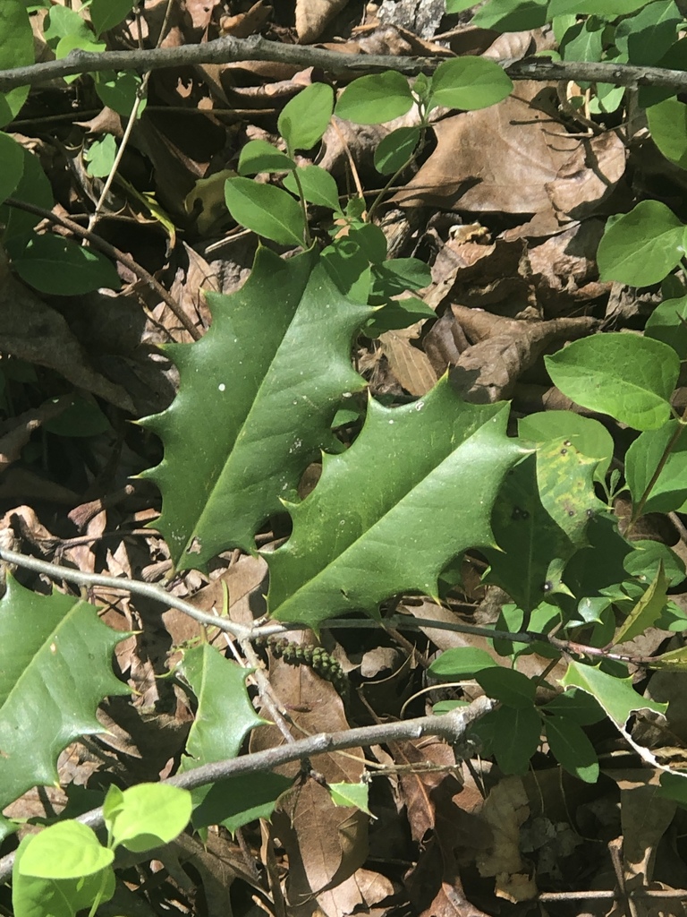 American holly from 2919 Chestnut Hill Dr, Ellicott City, MD, US on