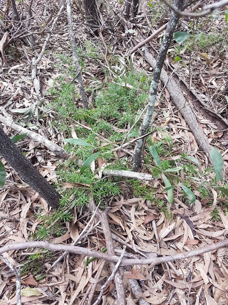 African Asparagus in April 2017 by PeterCopping · iNaturalist