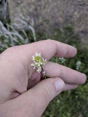 Caulanthus lasiophyllus