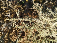 Aspalathus acanthophylla