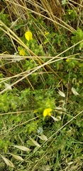 Ononis pubescens
