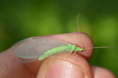 Nineta vittata