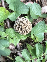 Morchella diminutiva