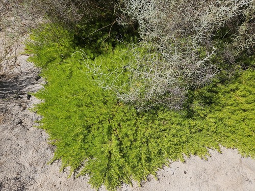 Franschhoek Silkypuff (Diastella buekii)