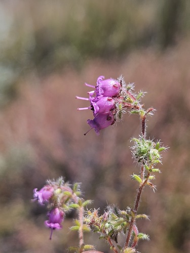 Franschhoek Flats Heath (Erica alexandri)