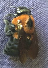 Xylocopa similis