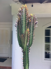 Euphorbia trigona