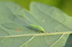 Chrysopidia ciliata