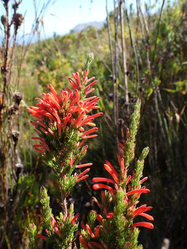 Image of Erica pillansii by (c) Ren Hoekstra, some rights reserved (CC BY)