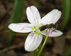 Andrena erigeniae