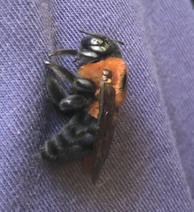 Xylocopa similis