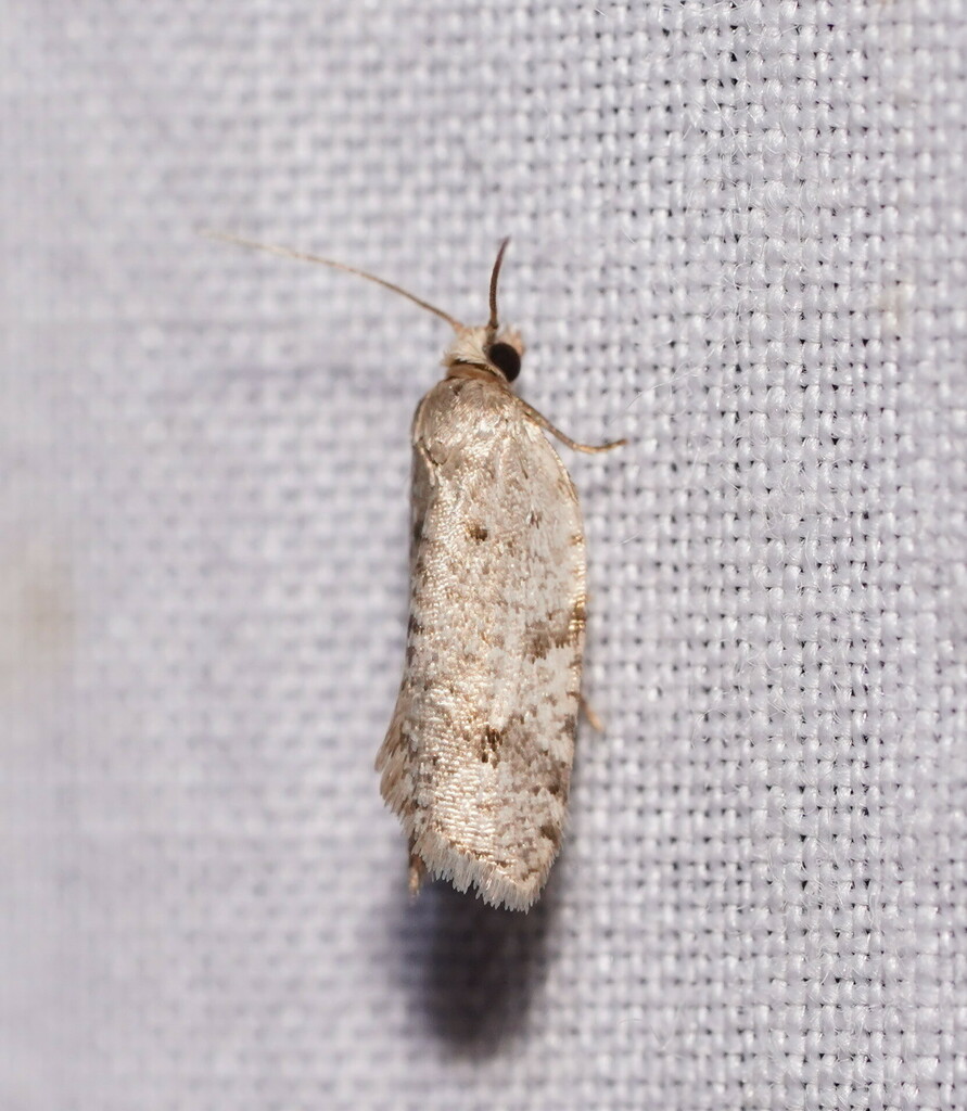 Ericodesma antilecta