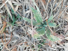 Achillea millefolium