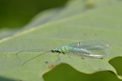 Pseudomallada ventralis