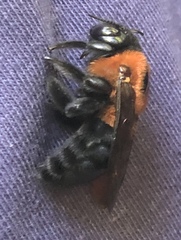 Xylocopa similis