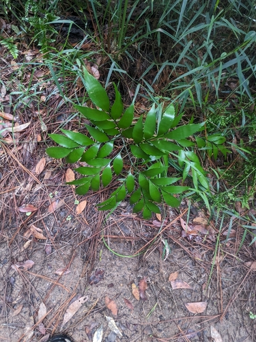 Byfield fern (Bowenia serrulata)