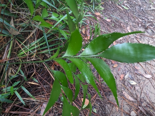 Bowenia serrulata, photograph 4