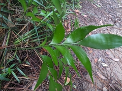 Bowenia serrulata, photograph author not stated, no rights reserved