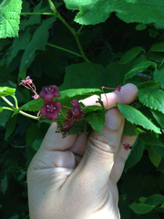 Euonymus occidentalis