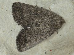 Condica andrena