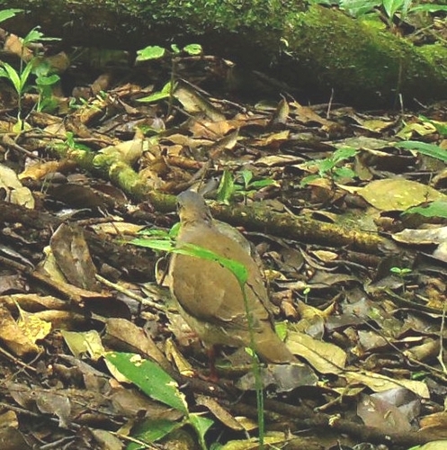 White-faced Quail-Dove (Zentrygon albifacies), photo 8