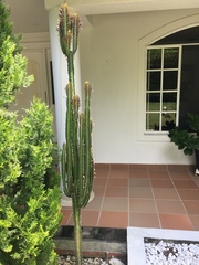 Euphorbia trigona