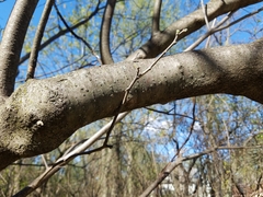 Ptelea trifoliata mollis