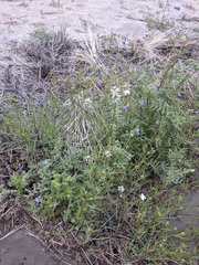 Caulanthus lasiophyllus