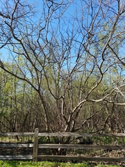 Ptelea trifoliata mollis