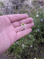 Caulanthus lasiophyllus