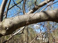 Ptelea trifoliata mollis