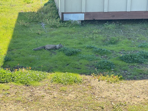 iNaturalist observation photo of California Ground Squirrel