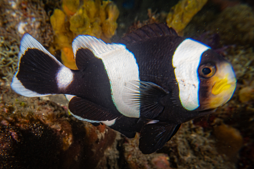 Brownsaddle clownfish (Amphiprion polymnus) — Pomacentridae — 3