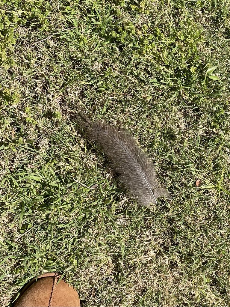 common-ostrich-from-scottsdale-community-college-scottsdale-az-us-on