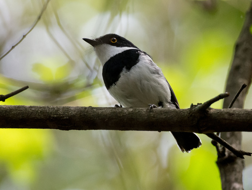 iNaturalist image