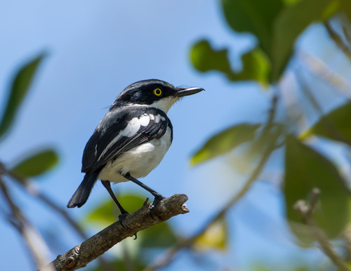 Pale Batis