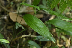 Peliosanthes macrostegia, photograph (c) 曾昱承 Yu-Cheng Zeng, some rights reserved (CC BY)